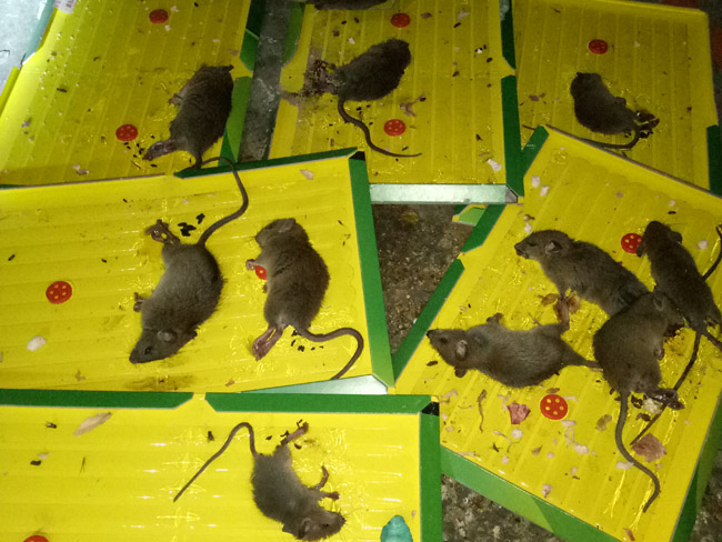 灭老鼠