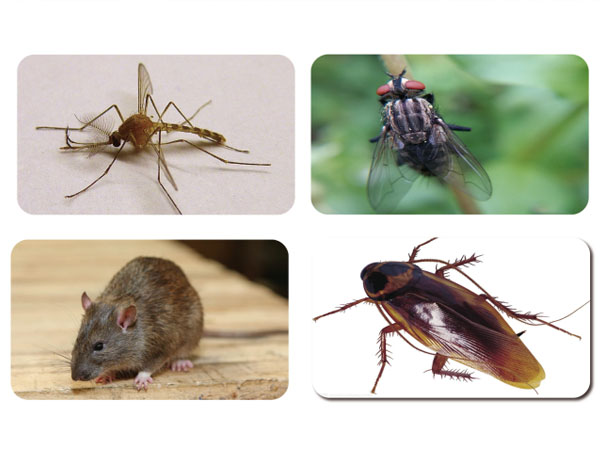 病媒生物致病