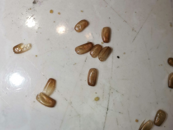 灭蟑螂