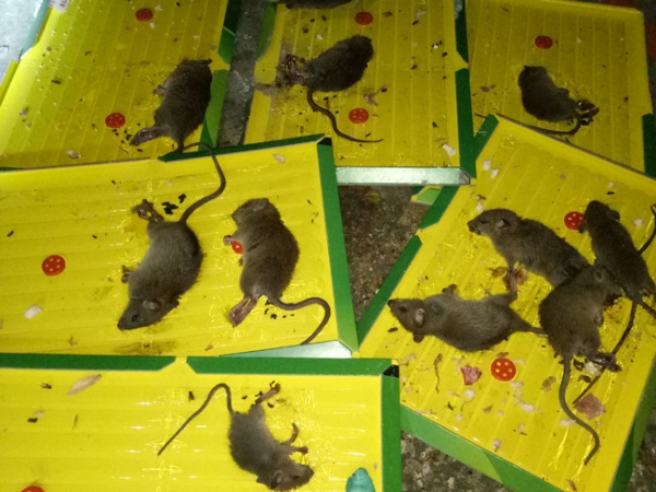 灭老鼠