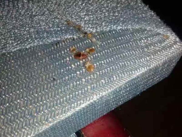灭臭虫
