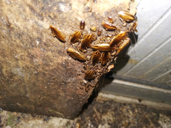 泰安灭蟑螂公司-泰安市泰山区康泰有害生物防治有限公司